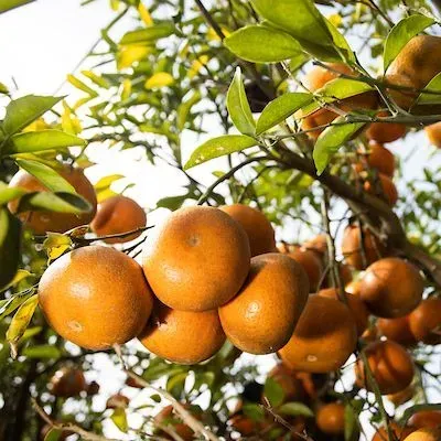 thumbnail for publication: 2025-2026 Quick Reference Guide to Citrus Insecticides and Miticides